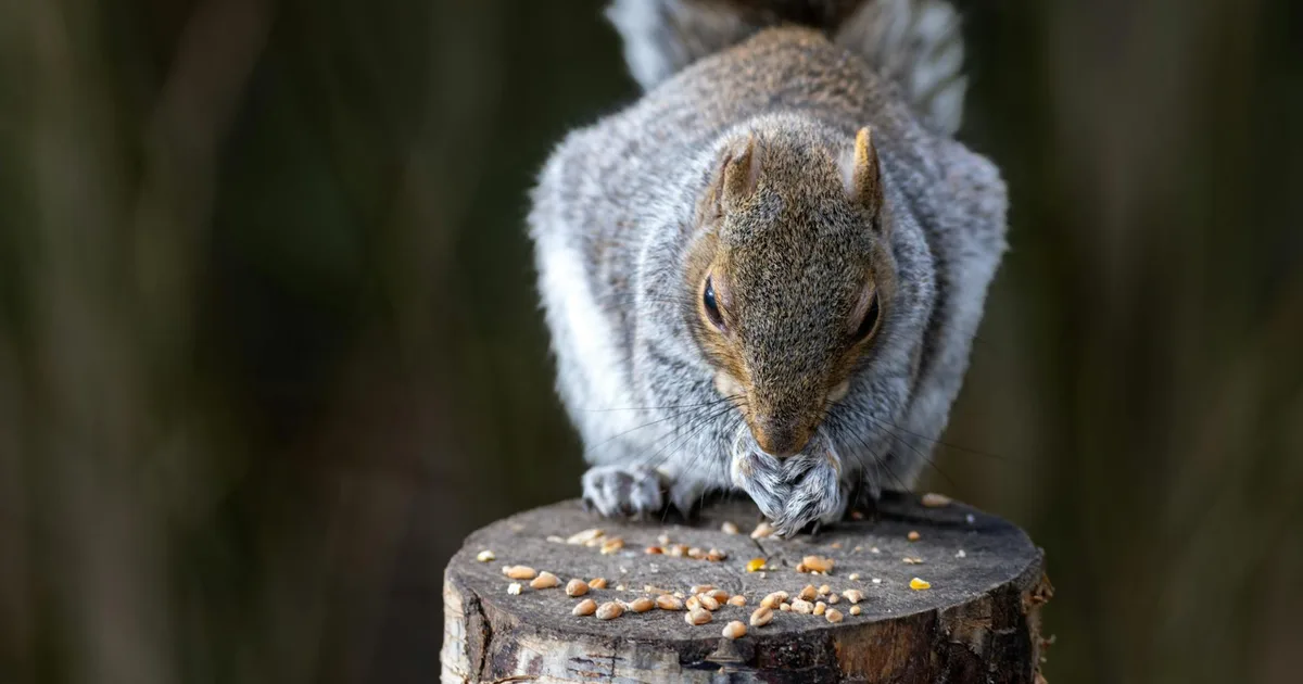 Cloud-Native 2026: Platform Engineering & AI-Driven Microservices Take Center Stage